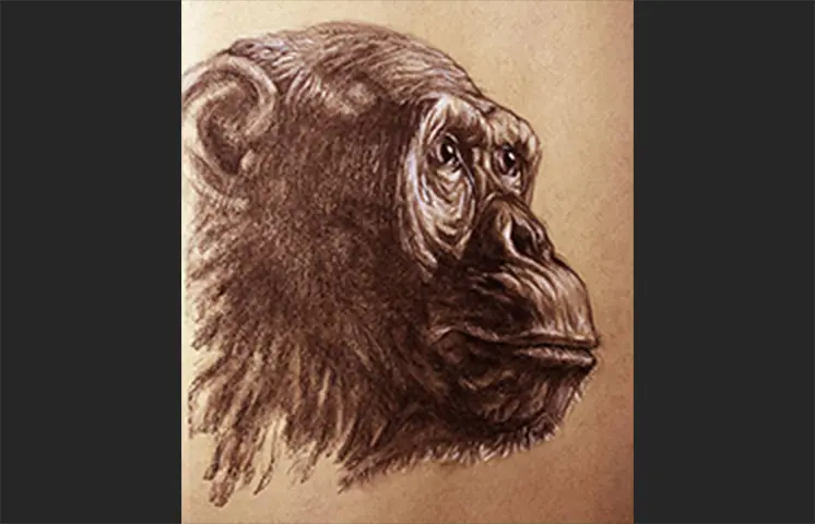 Alex Filipov drawing of a monkey